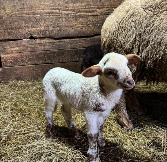 Отель Casa Mariei