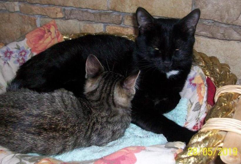 ベッドアンドブレックファースト Il Giardino Degli Ulivi