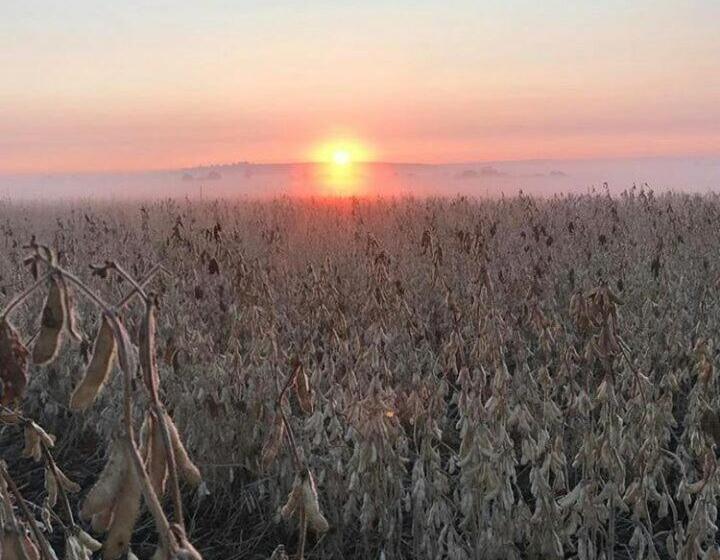 בית מלון כפרי Green Thumb Farm Stay