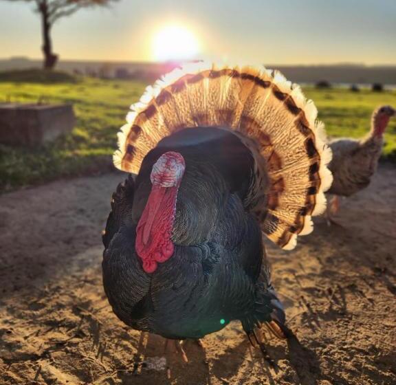 בית מלון כפרי Green Thumb Farm Stay