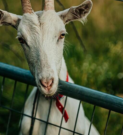 فندق Healing Ponds Farm