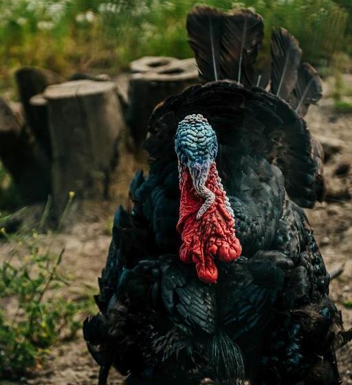 فندق Healing Ponds Farm