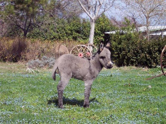 فندق Locanda Dell Asino D Oro