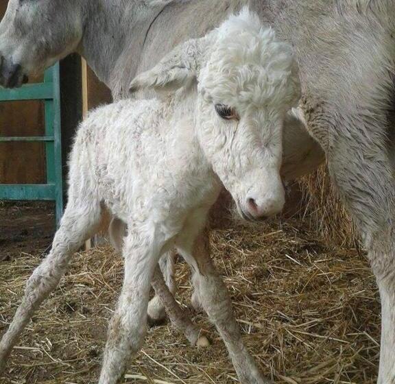 فندق Locanda Dell Asino D Oro