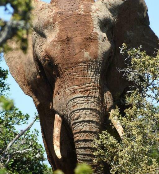 هاستل Orange Elephant Backpackers