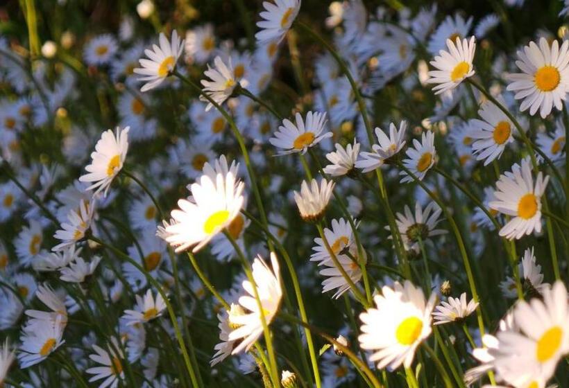 Отель Puerto Manzano Suites By Visionnaire