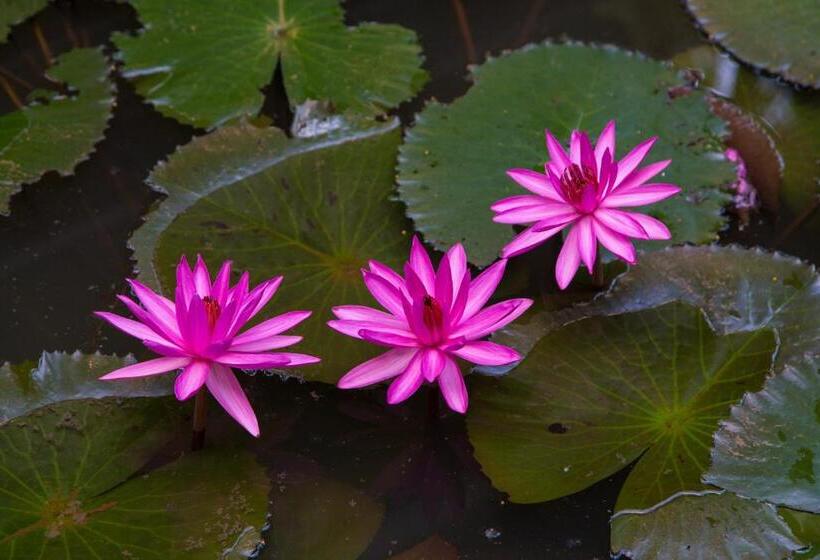 ベッドアンドブレックファースト Kurialacherry House Alleppey