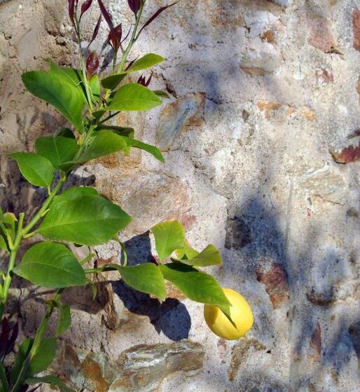 בית מלון כפרי Le Relais Des Chartreuses