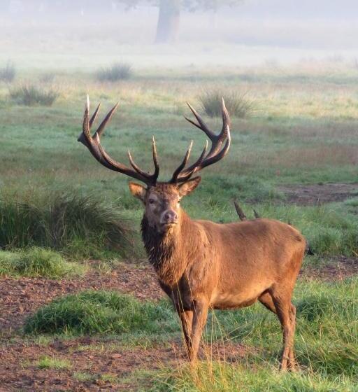 בית מלון כפרי P&j