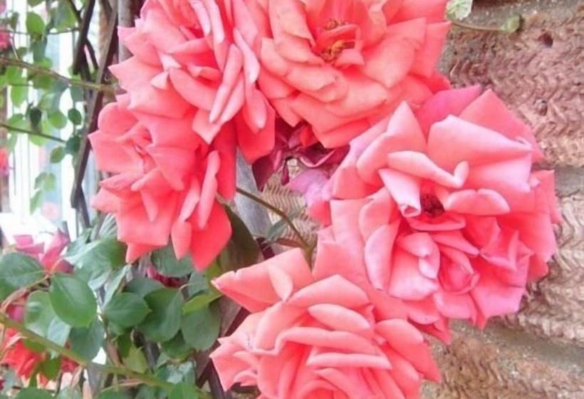 ホテル Rosa S Bed And Breakfast