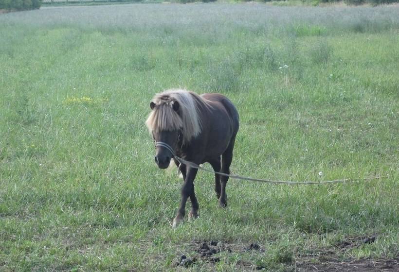 בית מלון כפרי Agriturismo Borg Da Ocjs