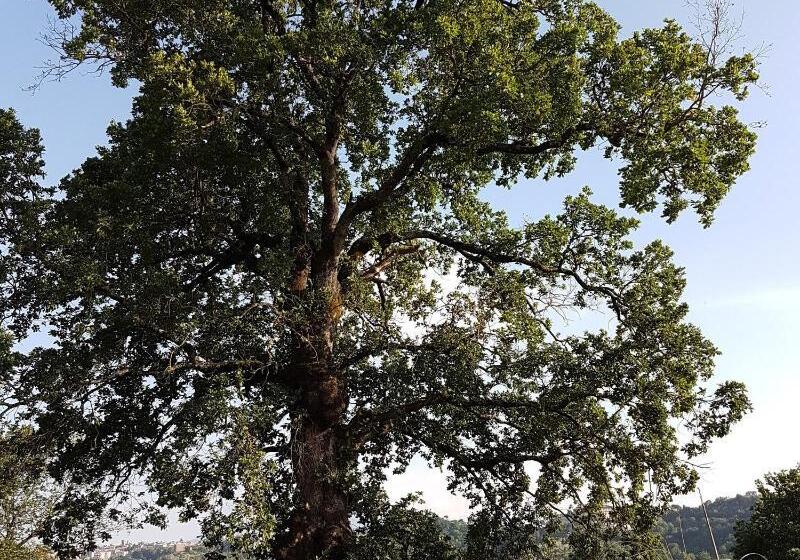 ホテル Agriturismo Cisogna