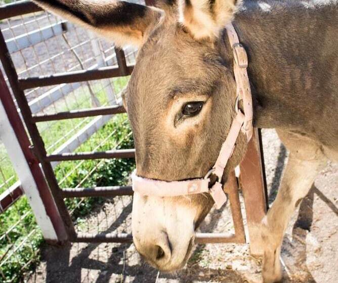 בית מלון כפרי Agriturismo La Meridiana