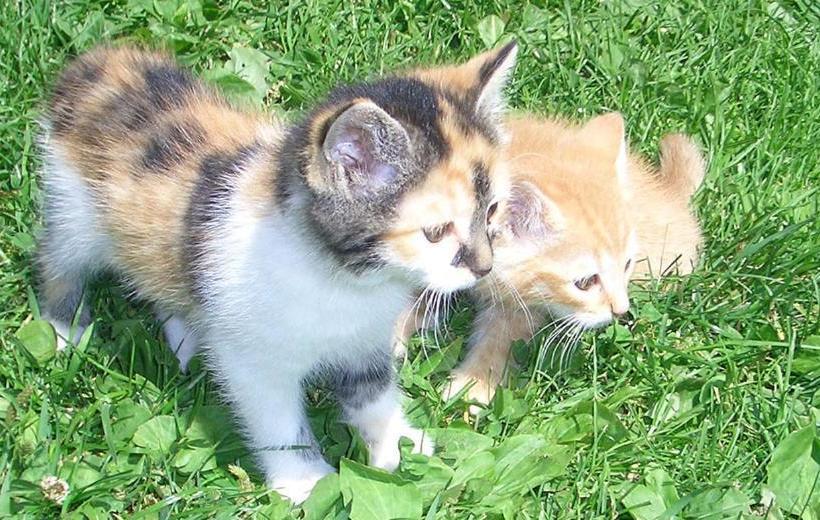 酒店 Agriturismoteo