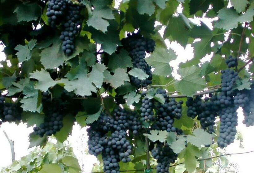 ホテル Agriturismo Casale Il Caggio