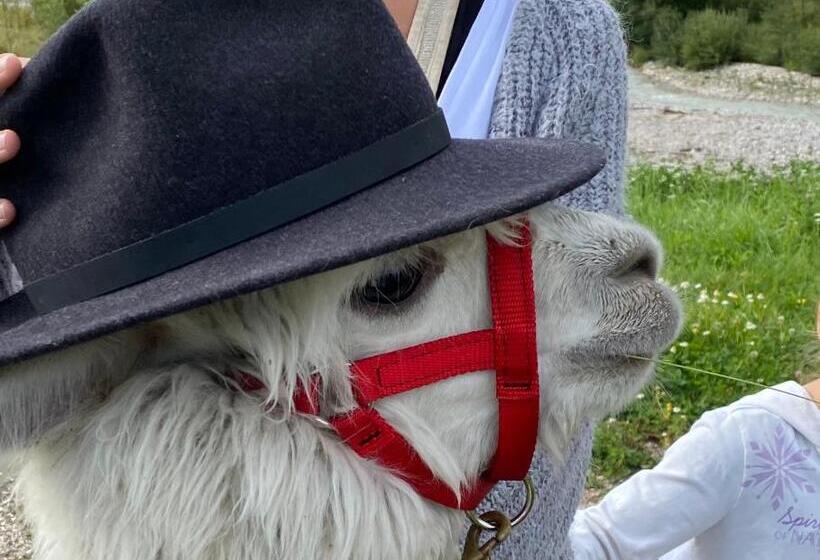 בית מלון כפרי Dolomit Boutique