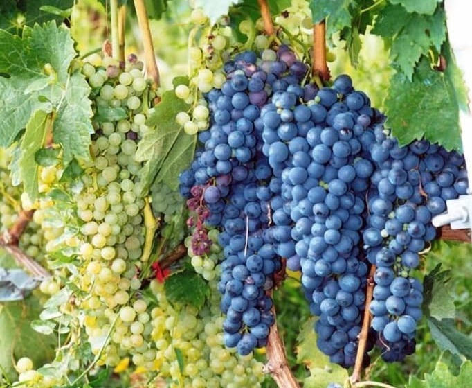 酒店 Masseria Santa Lucia