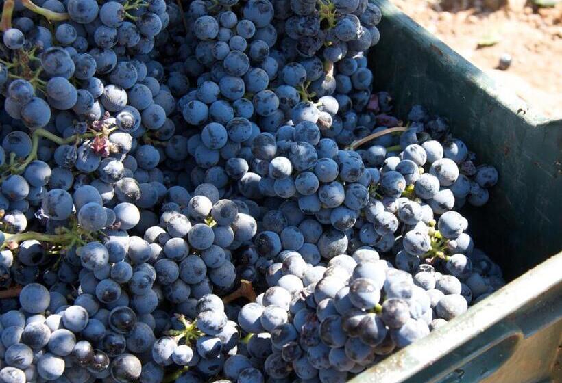 ホテル Encuentro Guadalupe