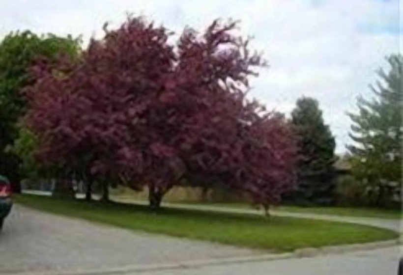 Отель Niagara On The Lake Furnished Rentals