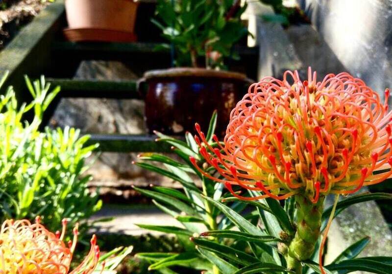 בית מלון כפרי Pension Schweitzer