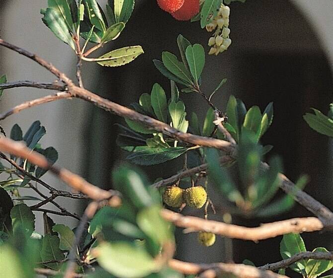 בית מלון כפרי Podere Il Pino