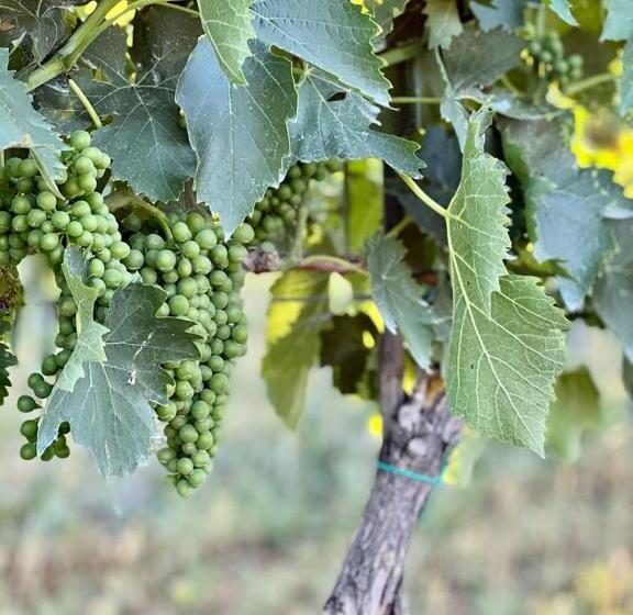 هتل Podere Montecorno