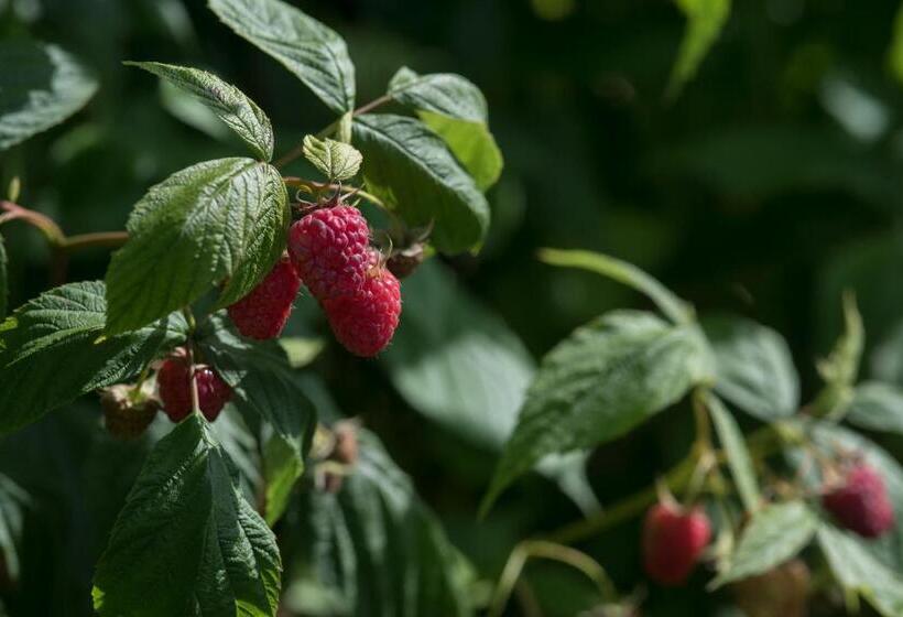 酒店 Tenuta De L Annunziata  Natural Relais