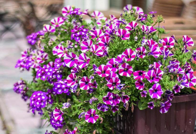 בית מלון כפרי Garni Alpenblick