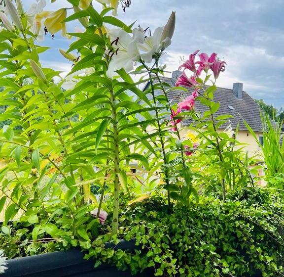 فندق Pension K.krause