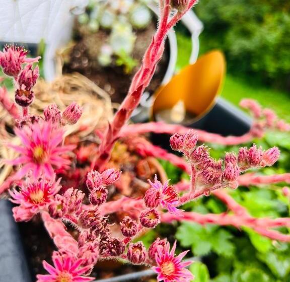 فندق Pension K.krause