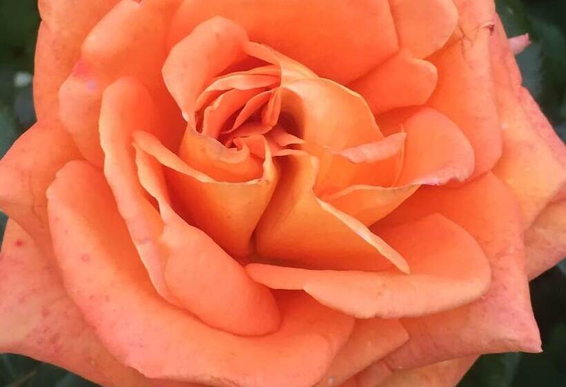 호텔 Wilsmann Apartmentvermietung