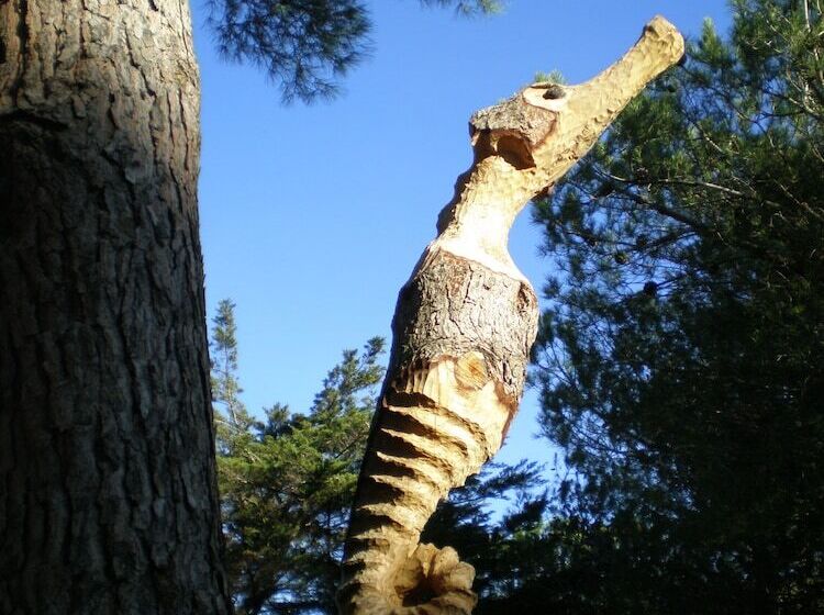 酒店 Camping Le Sainte Marie