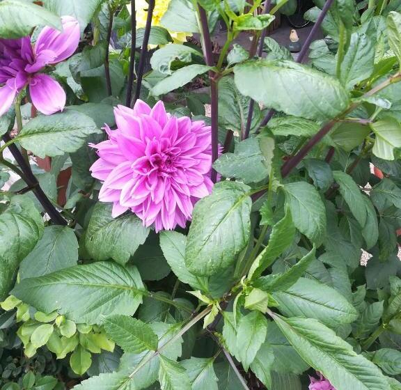 호텔 B&b De Dubbelmolen