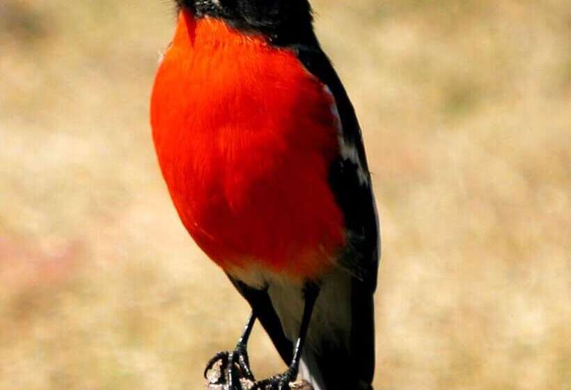 فندق Lumera Chalets