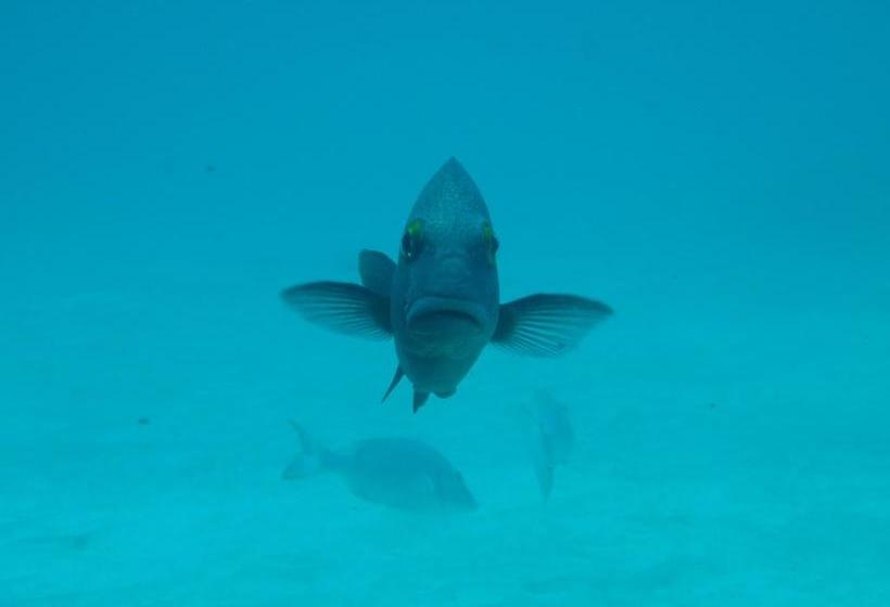 هتل Ningaloo Bed And Breakfast