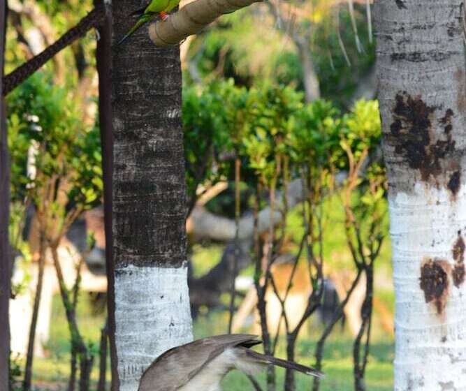 Отель Pantanal Ranch Meia Lua