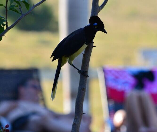 فندق Pantanal Ranch Meia Lua