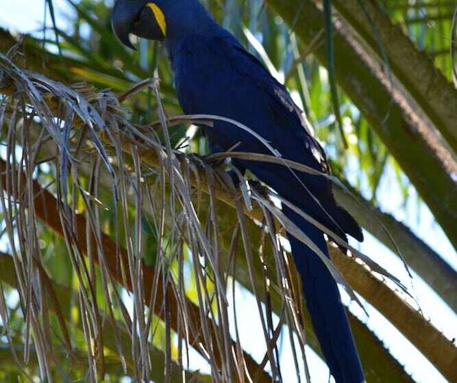 فندق Pantanal Ranch Meia Lua