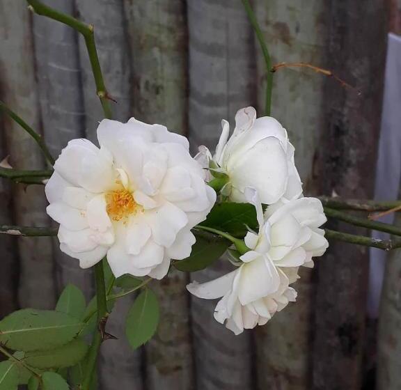 فندق Pousada Canoeiros