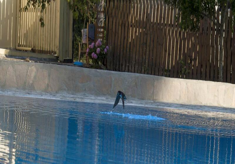 Olive Grove Resort