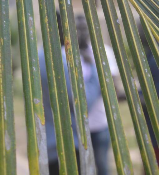 בית מלון כפרי Elmina Bay Resort