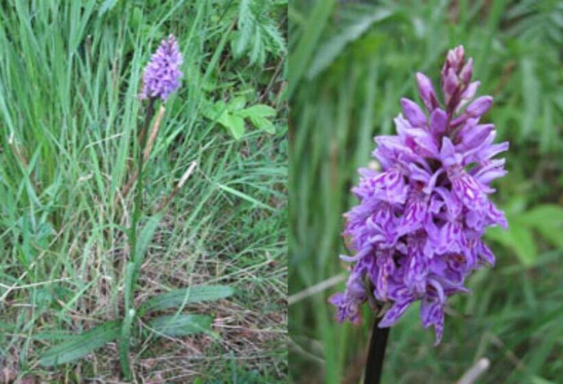 مبيت وإفطار Brae House