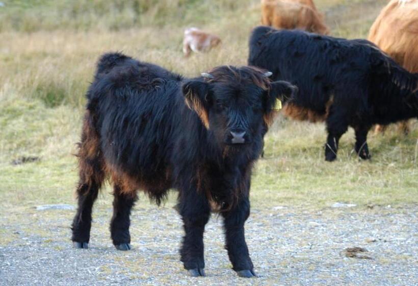 مبيت وإفطار Brae House