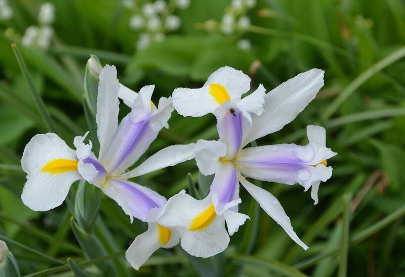 צימר Country Villa Estate