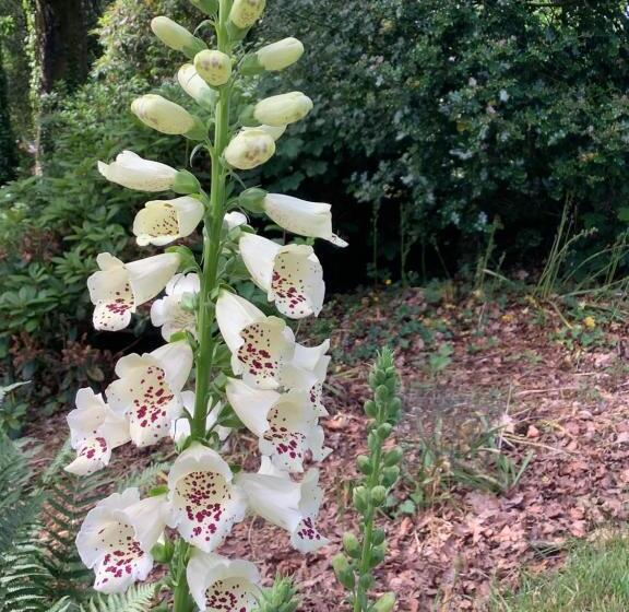 ベッドアンドブレックファースト Cruachan House