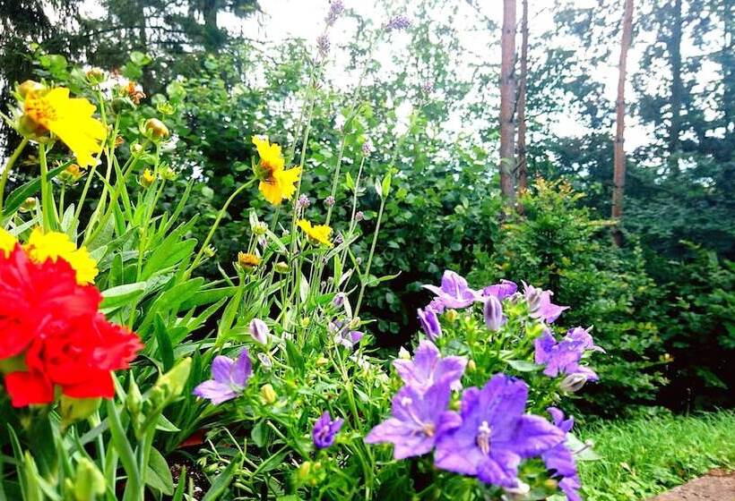 Отель Penzion Bor