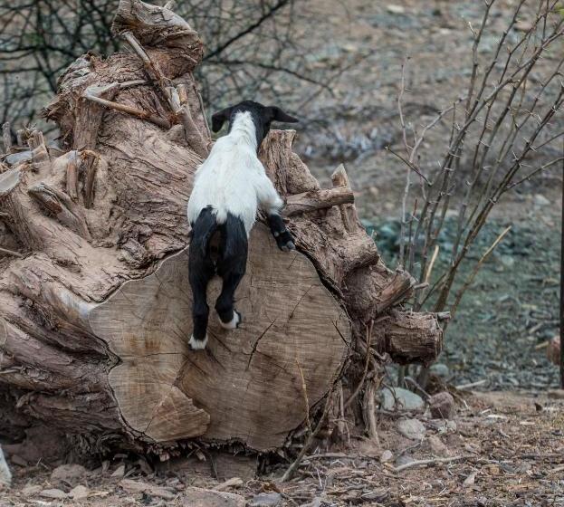 Olive Grove Guest Farm