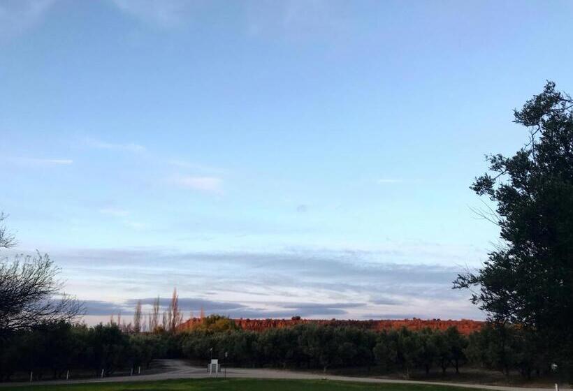 Olive Grove Guest Farm