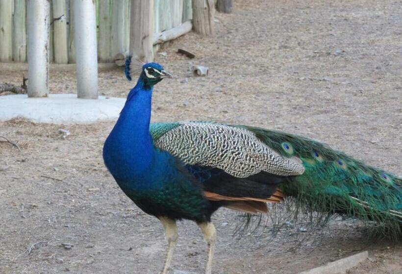 Olive Grove Guest Farm