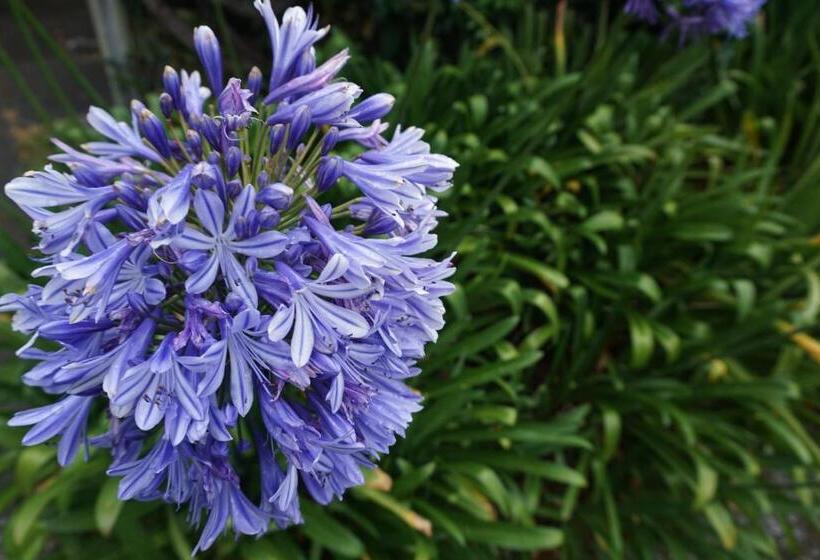 پانسیون The Gables B&b